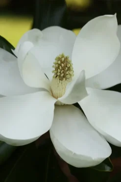 Edith Bogue Cold Hardy Evergreen Magnolia - 5 Gallon Pot -Wilson Bros Gardens magnolia edith bogue 6 1