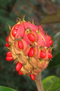 Victoria Cold Hardy Evergreen Magnolia - 7 Gallon Pot (3-4') -Wilson Bros Gardens magnolia edith bogue fruit 1 1