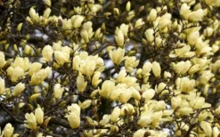 Elizabeth Magnolia (Tulip Tree) - 5 Gallon Pot -Wilson Bros Gardens magnolia elizabeth 15