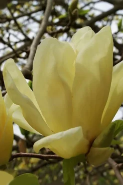 Elizabeth Magnolia (Tulip Tree) - 5 Gallon Pot