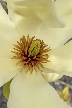 Elizabeth Magnolia (Tulip Tree) - 5 Gallon Pot -Wilson Bros Gardens magnolia elizabeth 6