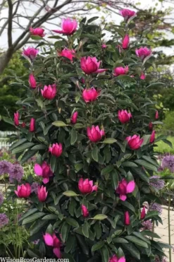 Pink Pyramid Magnolia (Tulip Tree) - 7 Gallon Pot -Wilson Bros Gardens magnolia pink pyramid tulip tree 120copy