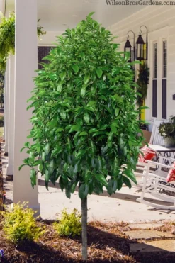 Stellar Ruby Magnolia Single Trunk Tree (Banana Shrub Hybrid) - 7 Gallon Pot (4-5') -Wilson Bros Gardens magnolia stellar ruby single trunk tree form 1