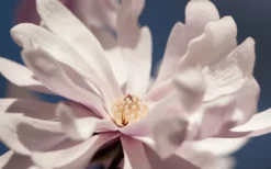 Waterlily Star Magnolia Tree - 3 Gallon Pot -Wilson Bros Gardens magnolia stellata waterlily 103