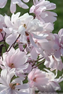 Waterlily Star Magnolia Tree - 3 Gallon Pot -Wilson Bros Gardens magnolia stellata waterlily 109