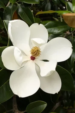 Teddy Bear Dwarf Southern Magnolia - 7 Gallon Pot (3-4') -Wilson Bros Gardens magnolia teddy bear 3
