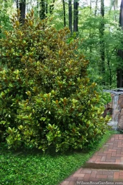 Victoria Cold Hardy Evergreen Magnolia - 7 Gallon Pot (3-4') -Wilson Bros Gardens magnolia victoria 9