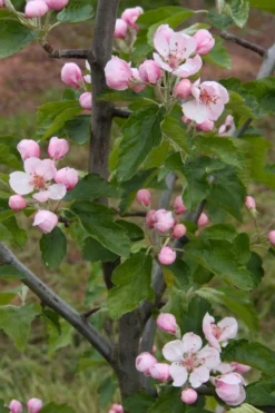 American Sweet Crabapple Tree (Malus Coronaria) - 1 Gallon Pot 12 American Sweet Crabapple Tree (Malus Coronaria) - 1 Gallon Pot -Wilson Bros Gardens malus coronaria american sweet crabapple 2