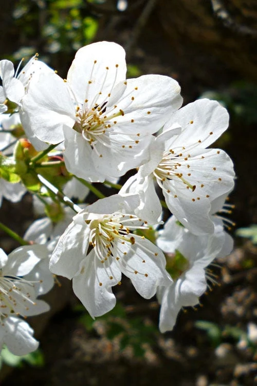 American Sweet Crabapple Tree (Malus Coronaria) - 1 Gallon Pot 6 American Sweet Crabapple Tree (Malus Coronaria) - 1 Gallon Pot - Image 6