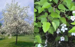 American Sweet Crabapple Tree (Malus Coronaria) - 1 Gallon Pot 14 American Sweet Crabapple Tree (Malus Coronaria) - 1 Gallon Pot -Wilson Bros Gardens malus coronaria american sweet crabapple 6