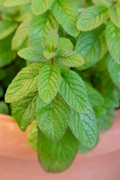 The Best Spearmint (Mentha Spicata 'Mint The Best)) - 6 Pack Of Pint Pots -Wilson Bros Gardens mentha spicata mint the best spearmint 1