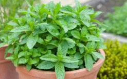 The Best Spearmint (Mentha Spicata 'Mint The Best)) - 6 Pack Of Pint Pots -Wilson Bros Gardens mentha spicata mint the best spearmint 2