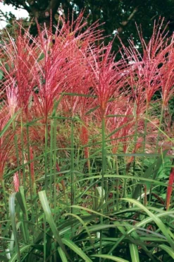 Flame Grass (Miscanthus 'Purpurascens') - 1 Gallon Pot 10 Flame Grass (Miscanthus 'Purpurascens') - 1 Gallon Pot -Wilson Bros Gardens miscanthus purpurascens flame grass 1