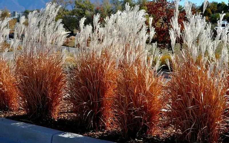 Flame Grass (Miscanthus 'Purpurascens') - 1 Gallon Pot 4 Flame Grass (Miscanthus 'Purpurascens') - 1 Gallon Pot - Image 4