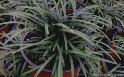 Kyoto Super Dwarf Mondo Grass - 3 Pack Of Pint Pots -Wilson Bros Gardens mondo grass super dwarf 21