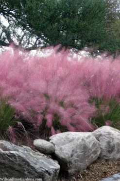 Pink Muhly Grass - Cotton Candy Grass - 1 Gallon Pot 16 Pink Muhly Grass - Cotton Candy Grass - 1 Gallon Pot -Wilson Bros Gardens muhlenbergia capillaris pink muhly cotton candy grass 202