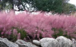Pink Muhly Grass - Cotton Candy Grass - 1 Gallon Pot 13 Pink Muhly Grass - Cotton Candy Grass - 1 Gallon Pot -Wilson Bros Gardens muhlenbergia capillaris pink muhly cotton candy grass 204