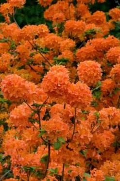 Mandarin Lights Cold Hardy Azalea (Rhododendron) - 1 Gallon Pot -Wilson Bros Gardens native azalea mandarin lights 3