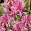 Western Lights Cold Hardy Azalea (Rhododendron) - 3 Gallon Pot