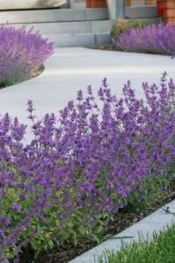 Little Trudy Catmint - 5 Pack Of Quart Pots -Wilson Bros Gardens nepeta little trudy catmint 3