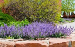 Little Trudy Catmint - 5 Pack Of Quart Pots -Wilson Bros Gardens nepeta little trudy catmint 8