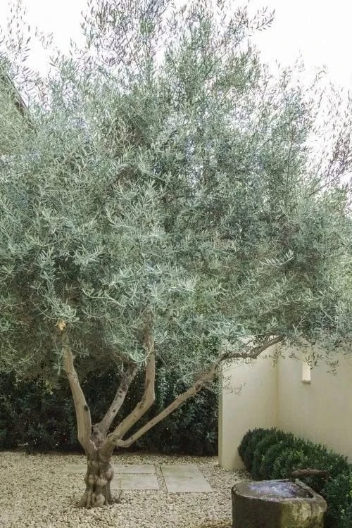 Arbequina Olive Tree - 2 Gallon Pot 4 Arbequina Olive Tree - 2 Gallon Pot - Image 4