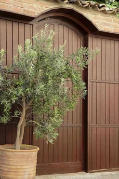 Arbequina Olive Tree - 2 Gallon Pot 10 Arbequina Olive Tree - 2 Gallon Pot -Wilson Bros Gardens olive tree arbequina 6