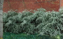 Delavay Tea Olive (Osmanthus Delavayi) - 2 Gallon Pot 13 Delavay Tea Olive (Osmanthus Delavayi) - 2 Gallon Pot -Wilson Bros Gardens osmanthus delavayi delavay tea olive 1