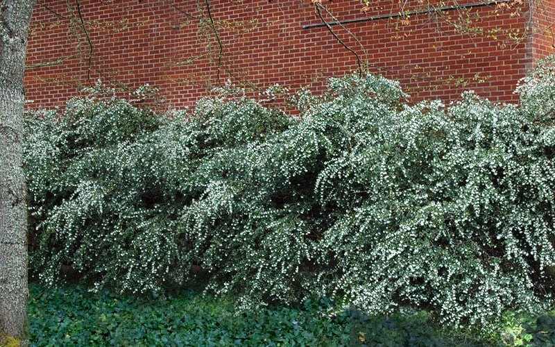 Delavay Tea Olive (Osmanthus Delavayi) - 2 Gallon Pot 6 Delavay Tea Olive (Osmanthus Delavayi) - 2 Gallon Pot - Image 6