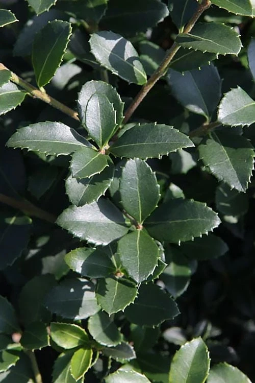 Delavay Tea Olive (Osmanthus Delavayi) - 2 Gallon Pot 7 Delavay Tea Olive (Osmanthus Delavayi) - 2 Gallon Pot - Image 7