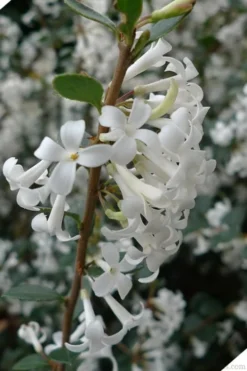 Delavay Tea Olive (Osmanthus Delavayi) - 2 Gallon Pot 15 Delavay Tea Olive (Osmanthus Delavayi) - 2 Gallon Pot -Wilson Bros Gardens osmanthus delavayi delavay tea olive 2