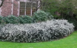 Delavay Tea Olive (Osmanthus Delavayi) - 2 Gallon Pot 11 Delavay Tea Olive (Osmanthus Delavayi) - 2 Gallon Pot -Wilson Bros Gardens osmanthus delavayi delavay tea olive 6