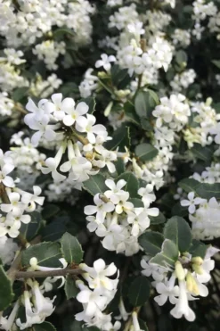 Delavay Tea Olive (Osmanthus Delavayi) - 2 Gallon Pot 12 Delavay Tea Olive (Osmanthus Delavayi) - 2 Gallon Pot -Wilson Bros Gardens osmanthus delavayi delavay tea olive 8