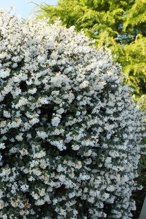 Delavay Tea Olive (Osmanthus Delavayi) - 2 Gallon Pot 1 Delavay Tea Olive (Osmanthus Delavayi) - 2 Gallon Pot