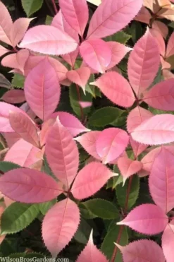 Noble Lady Tea Olive - 2 Gallon Pot