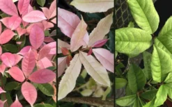 Noble Lady Tea Olive - 2 Gallon Pot 7 Noble Lady Tea Olive - 2 Gallon Pot -Wilson Bros Gardens osmanthus fragrans quinnan guifei noble lady tea olive 4 1