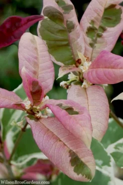 Pink Flush Variegated Tea Olive (Osmanthus Fragrans 'Yinbi Shuanghui') - 3 Gallon Pot -Wilson Bros Gardens osmanthus frangrans yinbi shuangui variegated tea olive 10 1