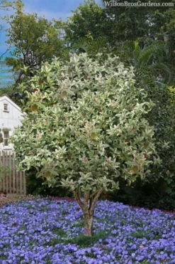 Pink Flush Variegated Tea Olive (Osmanthus Fragrans 'Yinbi Shuanghui') - 3 Gallon Pot -Wilson Bros Gardens osmanthus frangrans yinbi shuangui variegated tea olive 8 1