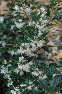 Party Princess 'Kaori Hime' Tea Olive - 7 Gallon Pot (2-3')