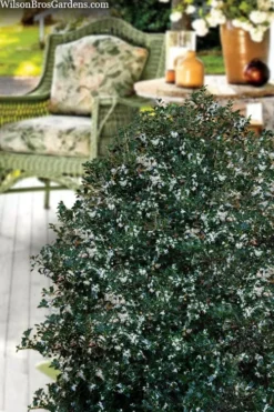 Party Princess 'Kaori Hime' Fragrant Tea Olive - 1 Gallon Pot 12 Party Princess 'Kaori Hime' Fragrant Tea Olive - 1 Gallon Pot -Wilson Bros Gardens osmanthus heterophyllus kaori hime party princess tea olive 15