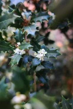 Party Princess 'Kaori Hime' Fragrant Tea Olive - 1 Gallon Pot 10 Party Princess 'Kaori Hime' Fragrant Tea Olive - 1 Gallon Pot -Wilson Bros Gardens osmanthus kaori hime party princess tea olive 1