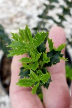 Party Princess 'Kaori Hime' Fragrant Tea Olive - 1 Gallon Pot 13 Party Princess 'Kaori Hime' Fragrant Tea Olive - 1 Gallon Pot -Wilson Bros Gardens osmanthus kaori hime party princess tea olive 2