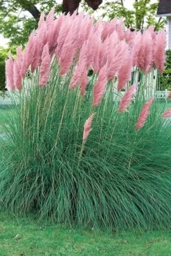 Pink Pampas Grass - 6 Pack Of 1 Gallon Pots -Wilson Bros Gardens pampas grass pink 5
