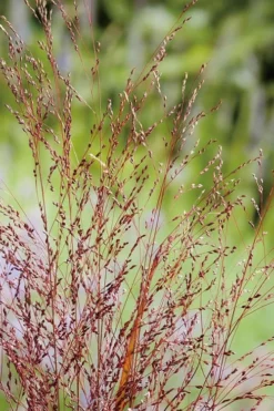 Squaw Switch Grass (Panicum Virgatum) - 1 Gallon Pot -Wilson Bros Gardens panicum virgatum squaw switch grass 4