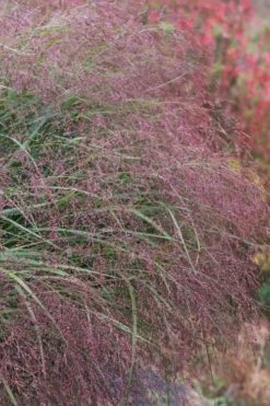 Squaw Switch Grass (Panicum Virgatum) - 1 Gallon Pot -Wilson Bros Gardens panicum virgatum squaw switch grass 5