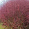 Squaw Switch Grass (Panicum Virgatum) - 1 Gallon Pot