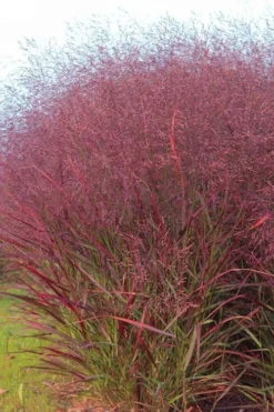 Squaw Switch Grass (Panicum Virgatum) - 1 Gallon Pot