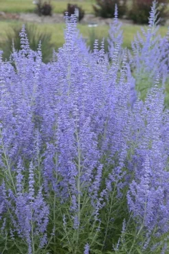 Blue Jean Baby Russian Sage (Perovskia) - 1 Gallon Pot -Wilson Bros Gardens perovskia atriplicifolia blue jean baby russian sage 1