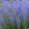 Blue Jean Baby Russian Sage (Perovskia) - 1 Gallon Pot