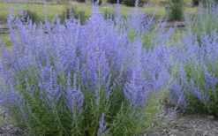 Blue Jean Baby Russian Sage (Perovskia) - 1 Gallon Pot -Wilson Bros Gardens perovskia atriplicifolia blue jean baby russian sage 3